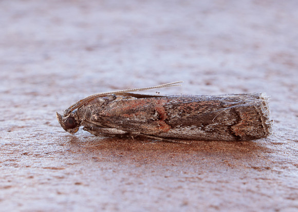 62.023 BF1442 Pempelia palumbella