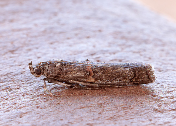 62.023 BF1442 Pempelia palumbella