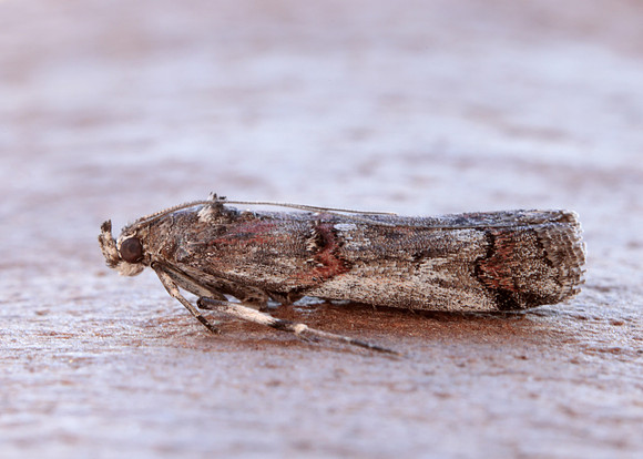62.023 BF1442 Pempelia palumbella