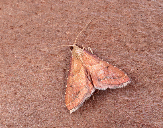 62.077 BF1424 Endotricha flammealis