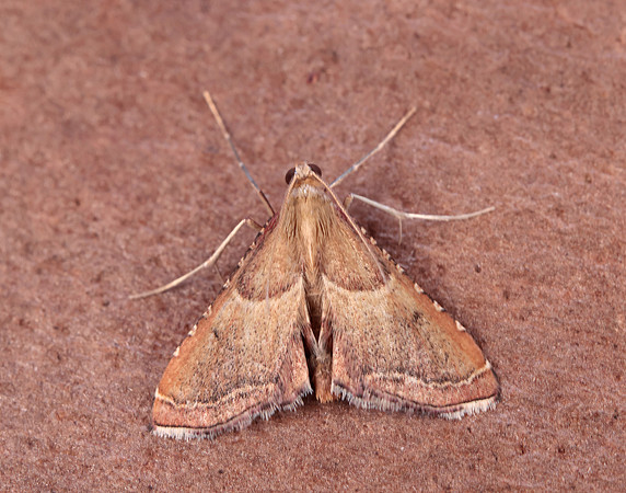 62.077 BF1424 Endotricha flammealis
