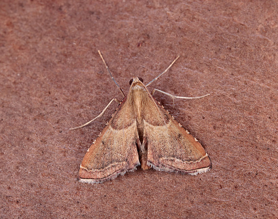 62.077 BF1424 Endotricha flammealis