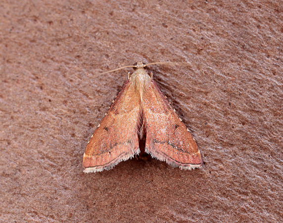 62.077 BF1424 Endotricha flammealis