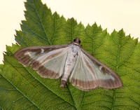 63.054 BF1409a Box-tree Moth Cydalima perspectalis
