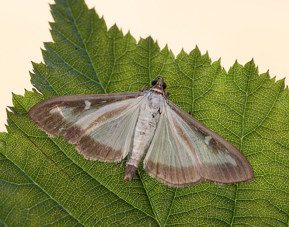 63.054 BF1409a Box-tree Moth Cydalima perspectalis