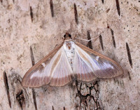 63.054 BF1409a Box-tree Moth Cydalima perspectalis
