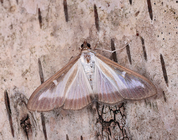 63.054 BF1409a Box-tree Moth Cydalima perspectalis