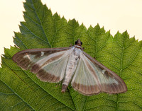 63.054 BF1409a Box-tree Moth Cydalima perspectalis