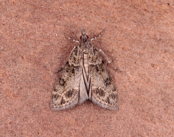 63.074 BF1344 Eudonia mercurella