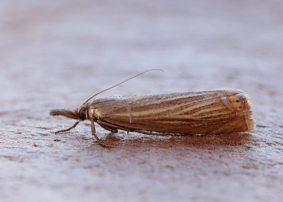 63.080 BF1293 Chrysoteuchia culmella