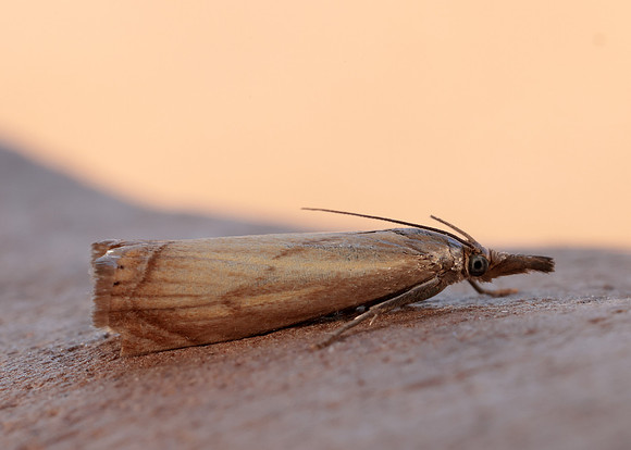 63.080 BF1293 Chrysoteuchia culmella