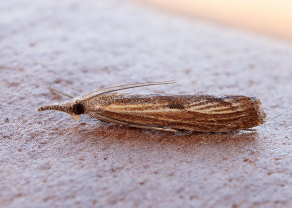 63.090 BF1306 Agriphila inquinatella