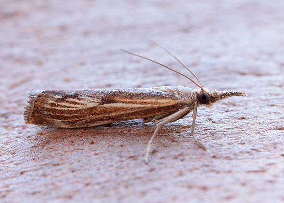 63.090 BF1306 Agriphila inquinatella