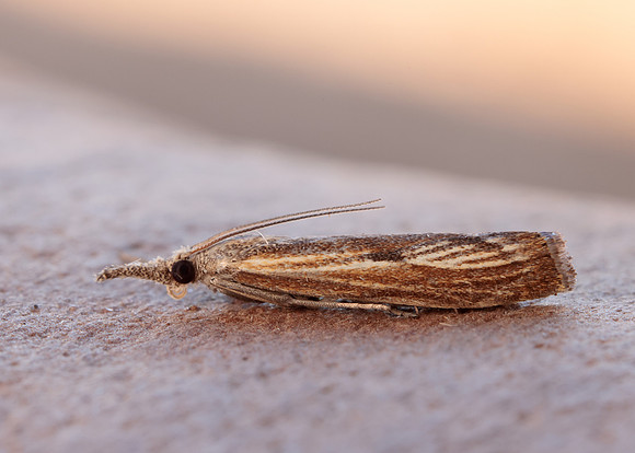 63.090 BF1306 Agriphila inquinatella