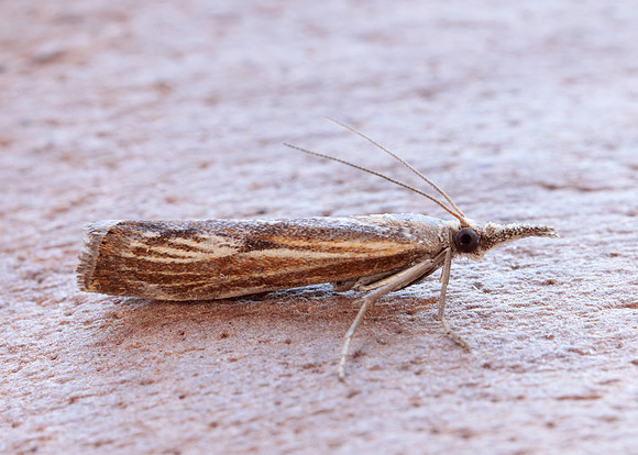 63.090 BF1306 Agriphila inquinatella