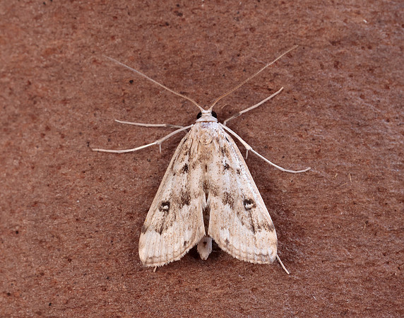 63.117 BF1348 Ringed China-mark Parapoynx stratiotata