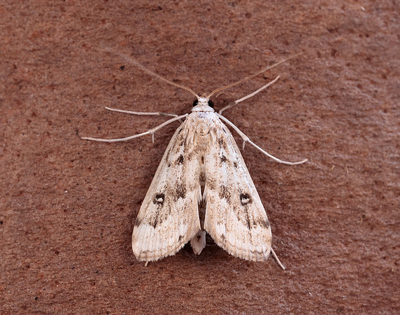 63.117 BF1348 Ringed China-mark Parapoynx stratiotata
