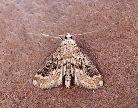 63.117 BF1348 Ringed China-mark Parapoynx stratiotata