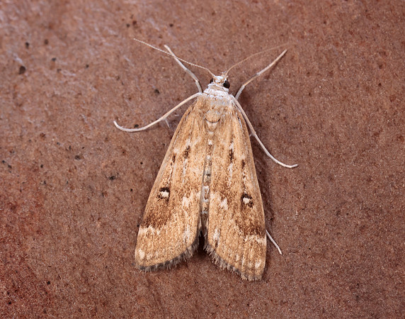 63.117 BF1348 Ringed China-mark Parapoynx stratiotata