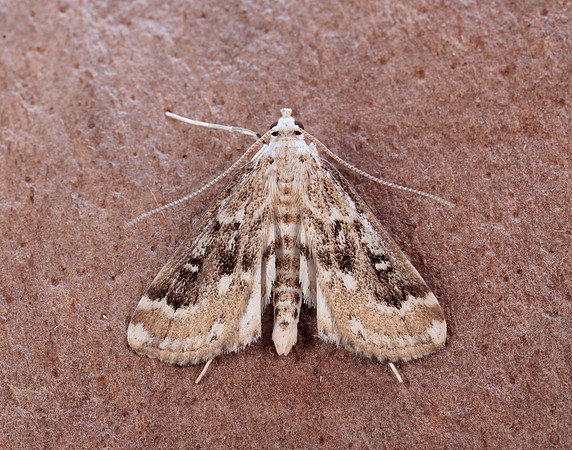 63.117 BF1348 Ringed China-mark Parapoynx stratiotata