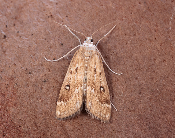 63.117 BF1348 Ringed China-mark Parapoynx stratiotata