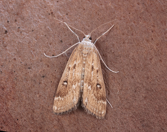 63.117 BF1348 Ringed China-mark Parapoynx stratiotata
