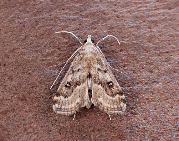 63.117 BF1348 Ringed China-mark Parapoynx stratiotata