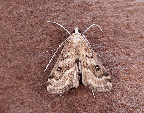 63.117 BF1348 Ringed China-mark Parapoynx stratiotata
