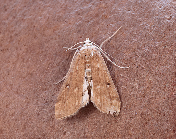 63.117 BF1348 Ringed China-mark Parapoynx stratiotata