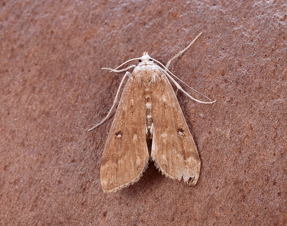 63.117 BF1348 Ringed China-mark Parapoynx stratiotata
