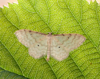 70.006 BF1705 Dwarf Cream Wave Idaea fuscovenosa