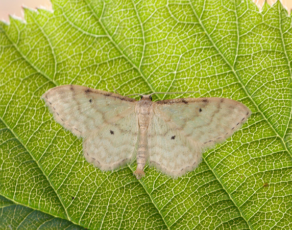 70.006 BF1705 Dwarf Cream Wave Idaea fuscovenosa