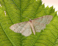 70.006 BF1705 Dwarf Cream Wave Idaea fuscovenosa