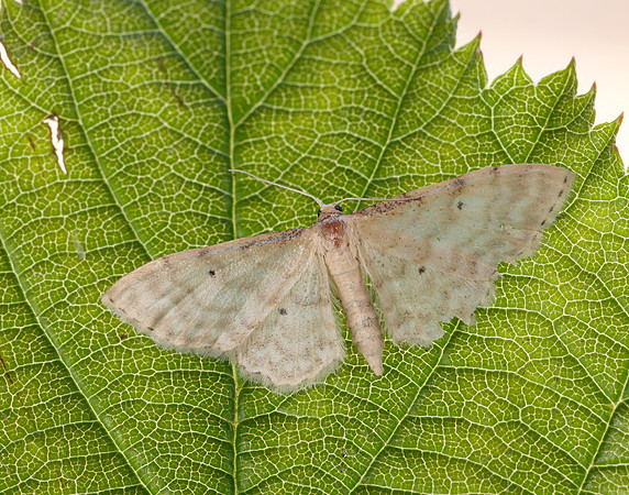 70.006 BF1705 Dwarf Cream Wave Idaea fuscovenosa