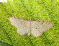 70.006 BF1705 Dwarf Cream Wave Idaea fuscovenosa