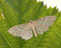 70.006 BF1705 Dwarf Cream Wave Idaea fuscovenosa