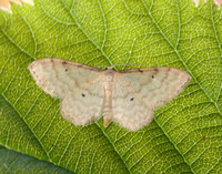 70.006 BF1705 Dwarf Cream Wave Idaea fuscovenosa