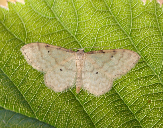 70.006 BF1705 Dwarf Cream Wave Idaea fuscovenosa
