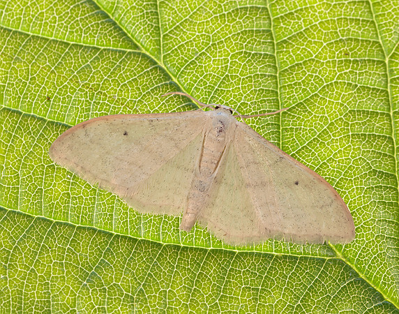 70.018 BF1715 Plain Wave Idaea straminata