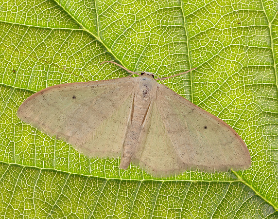 70.018 BF1715 Plain Wave Idaea straminata