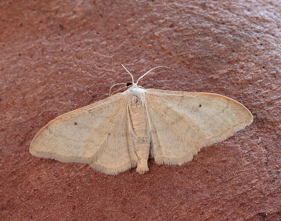 70.018 BF1715 Plain Wave Idaea straminata