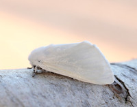 72.009 BF2031 White Satin Leucoma salicis