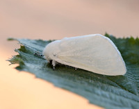 72.009 BF2031 White Satin Leucoma salicis