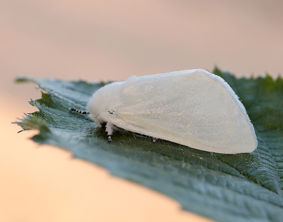 72.009 BF2031 White Satin  Leucoma salicis