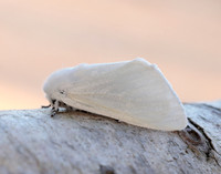 72.009 BF2031 White Satin Leucoma salicis
