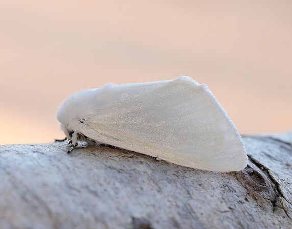 72.009 BF2031 White Satin  Leucoma salicis