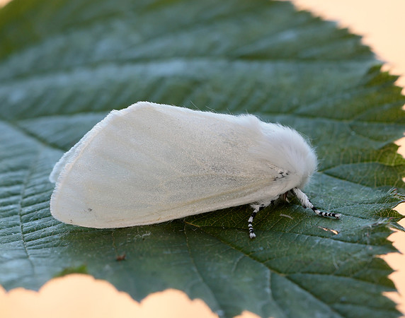 72.009 BF2031 White Satin  Leucoma salicis