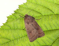 73.096 BF2381 Uncertain Hoplodrina octogenaria
