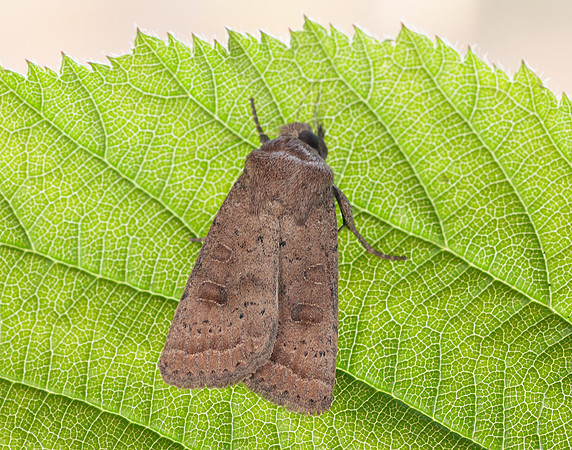 73.096 BF2381 Uncertain Hoplodrina octogenaria