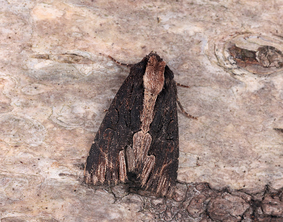 73.105 BF2301 Bird's Wing Dypterygia scabriuscula